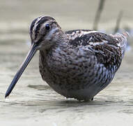 Common Snipe