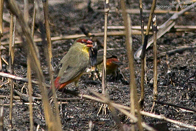 Orange-breasted Waxbilladult, identification