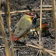 Orange-breasted Waxbill