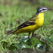 Western Yellow Wagtail