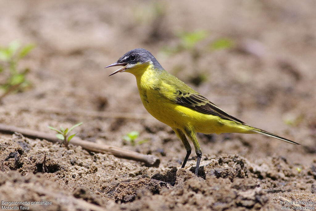 Western Yellow Wagtail