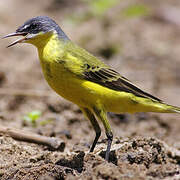 Western Yellow Wagtail