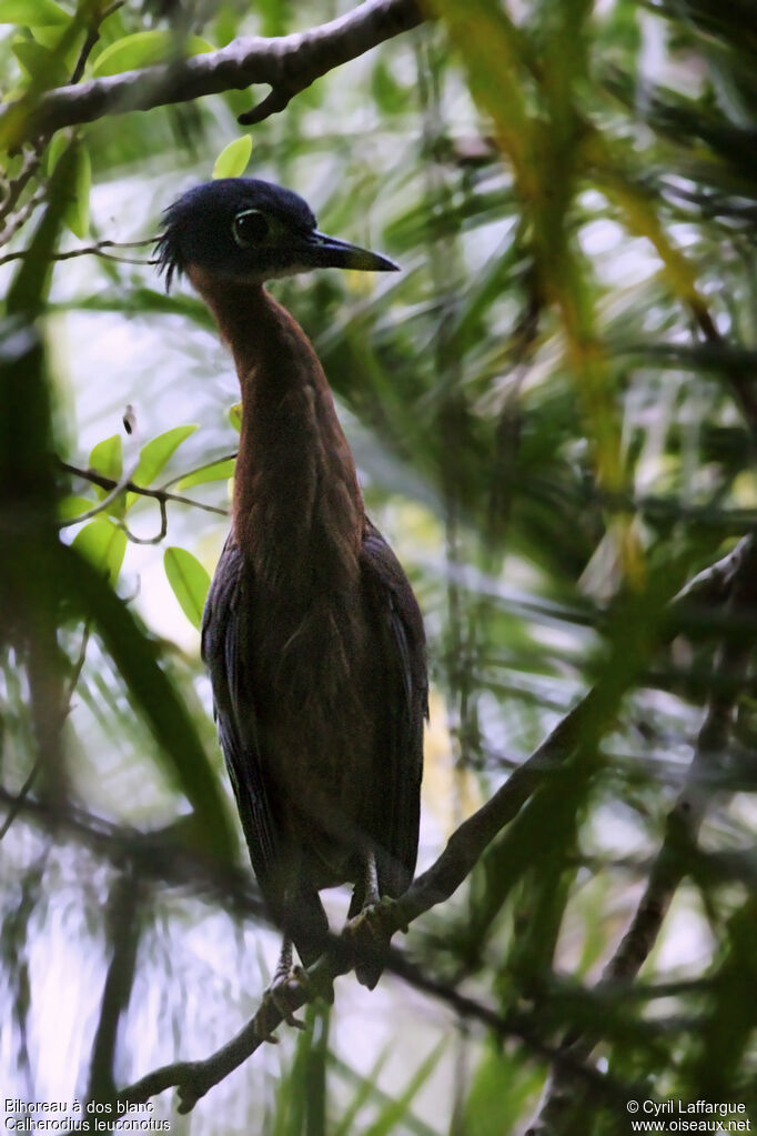 White-backed Night Heron