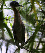 White-backed Night Heron