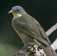 Yellow-gorgeted Greenbul