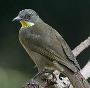 Yellow-throated Leaflove