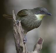Yellow-throated Leaflove