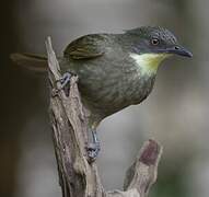 Yellow-gorgeted Greenbul