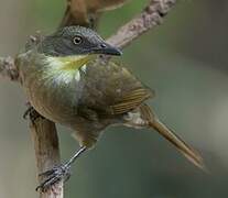 Yellow-gorgeted Greenbul