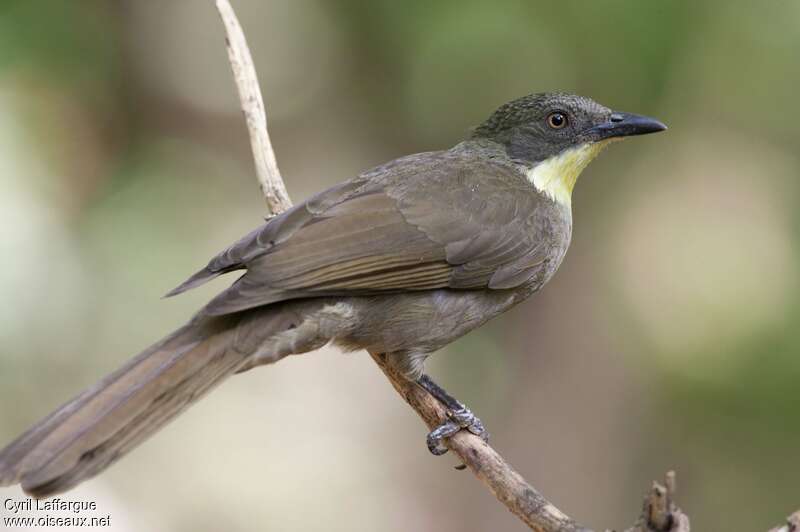 Yellow-throated Leafloveadult, pigmentation