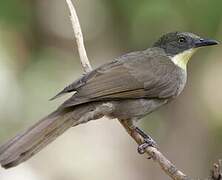 Bulbul à gorge claire