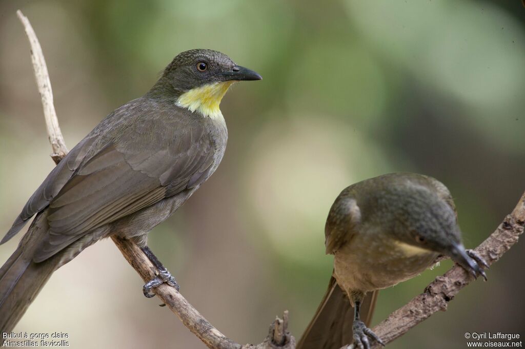 Yellow-throated Leafloveadult, identification