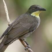 Yellow-gorgeted Greenbul