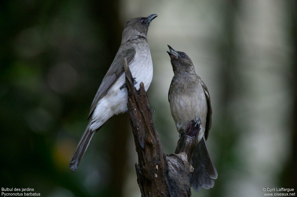 Bulbul des jardins, Comportement