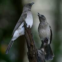 Bulbul des jardins