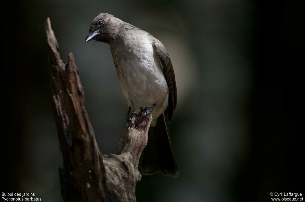 Common Bulbuladult, identification