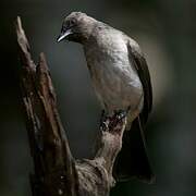 Common Bulbul