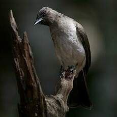 Bulbul des jardins