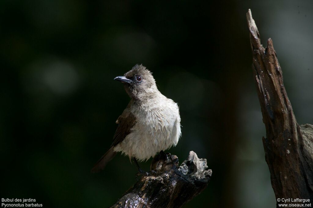 Bulbul des jardins, identification