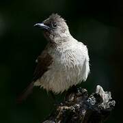 Bulbul des jardins