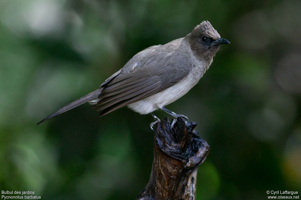 Bulbul des jardinsadulte, identification