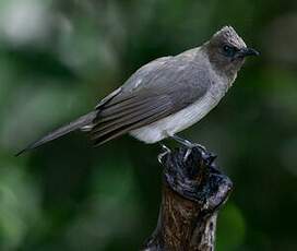 Bulbul des jardins