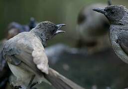 Common Bulbul