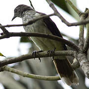 Swamp Palm Bulbul