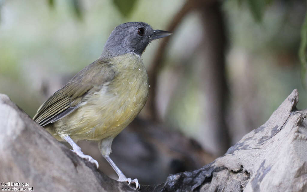 Grey-headed Bristlebill, identification