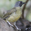 Bulbul fourmilier