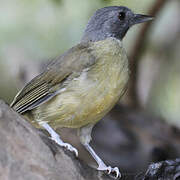 Grey-headed Bristlebill