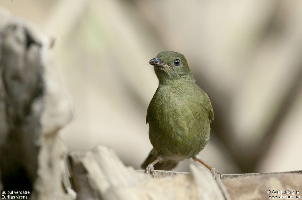 Bulbul verdâtreadulte, identification