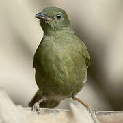 Bulbul verdâtre