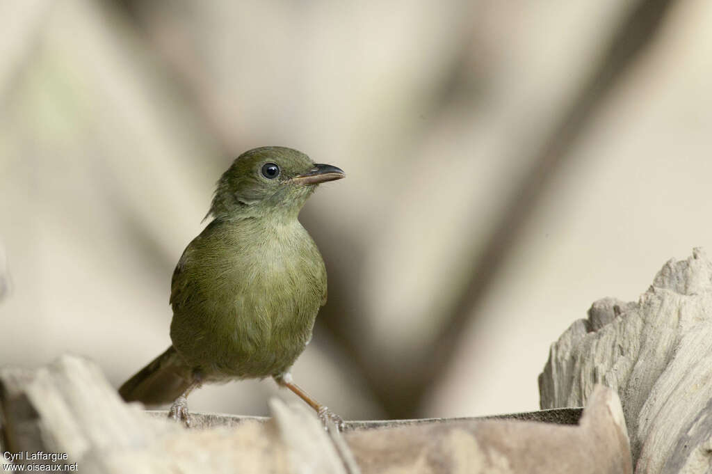 Bulbul verdâtre, identification