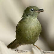 Bulbul verdâtre