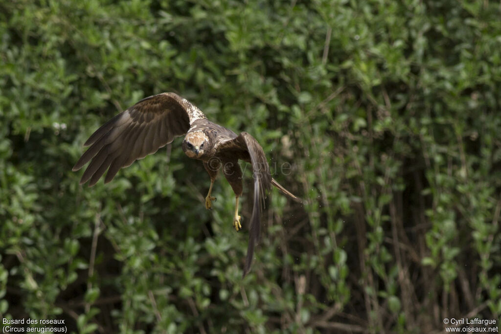 Western Marsh Harrier