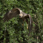 Western Marsh Harrier