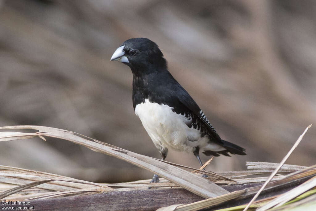 Black-and-white Mannikinadult, identification