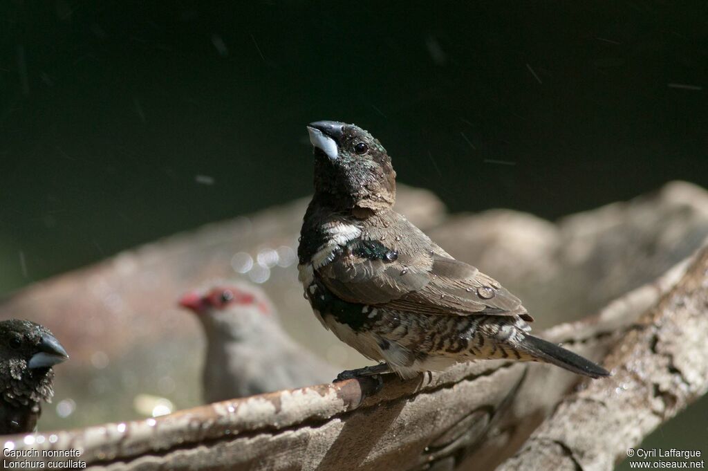 Bronze Mannikin male adult, identification