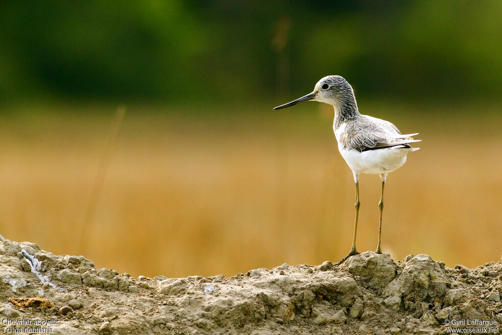 Common Greenshank