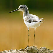 Common Greenshank