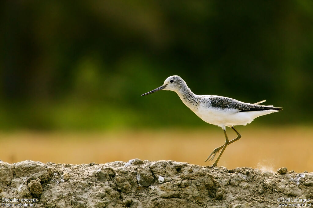 Common Greenshank