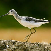 Common Greenshank