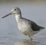 Common Greenshank