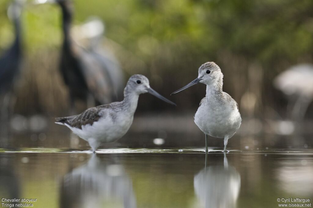 Common Greenshank, identification