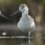 Common Greenshank