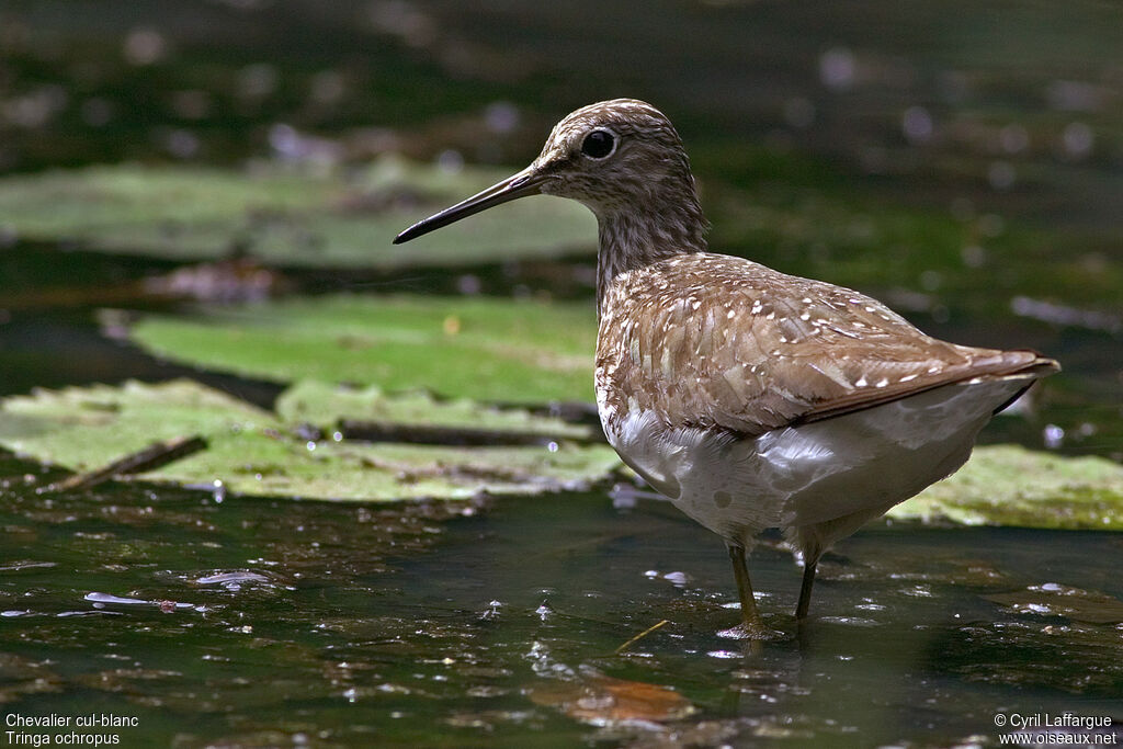 Green Sandpiper