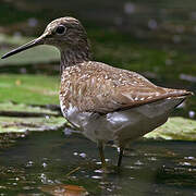 Green Sandpiper