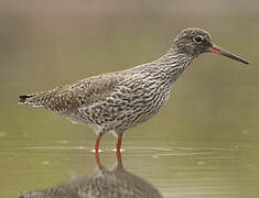 Common Redshank