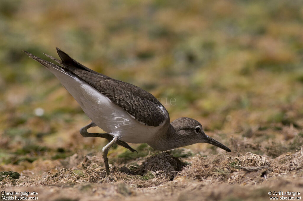 Common Sandpiper